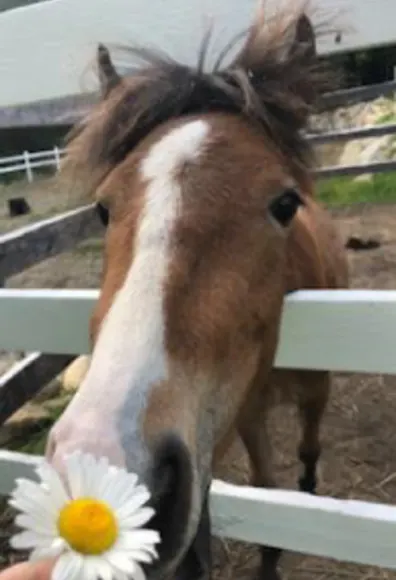 Horse sniffing flower